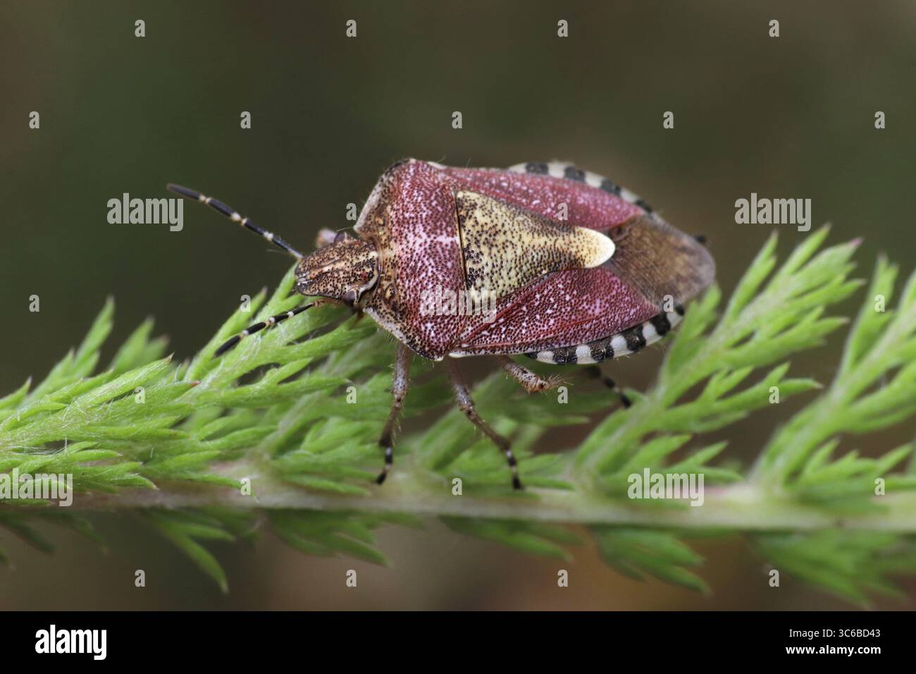 Insecte de protection des cheveux alias sloe Bug Dolycoris baccarum Banque D'Images