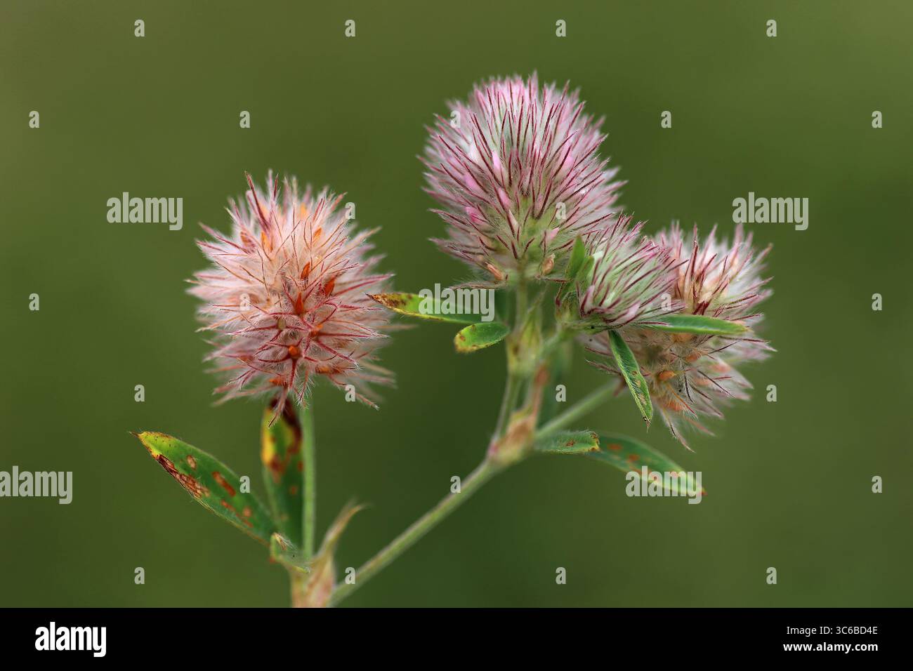 Le lièvre Trifolium arvense trèfle pied- Banque D'Images