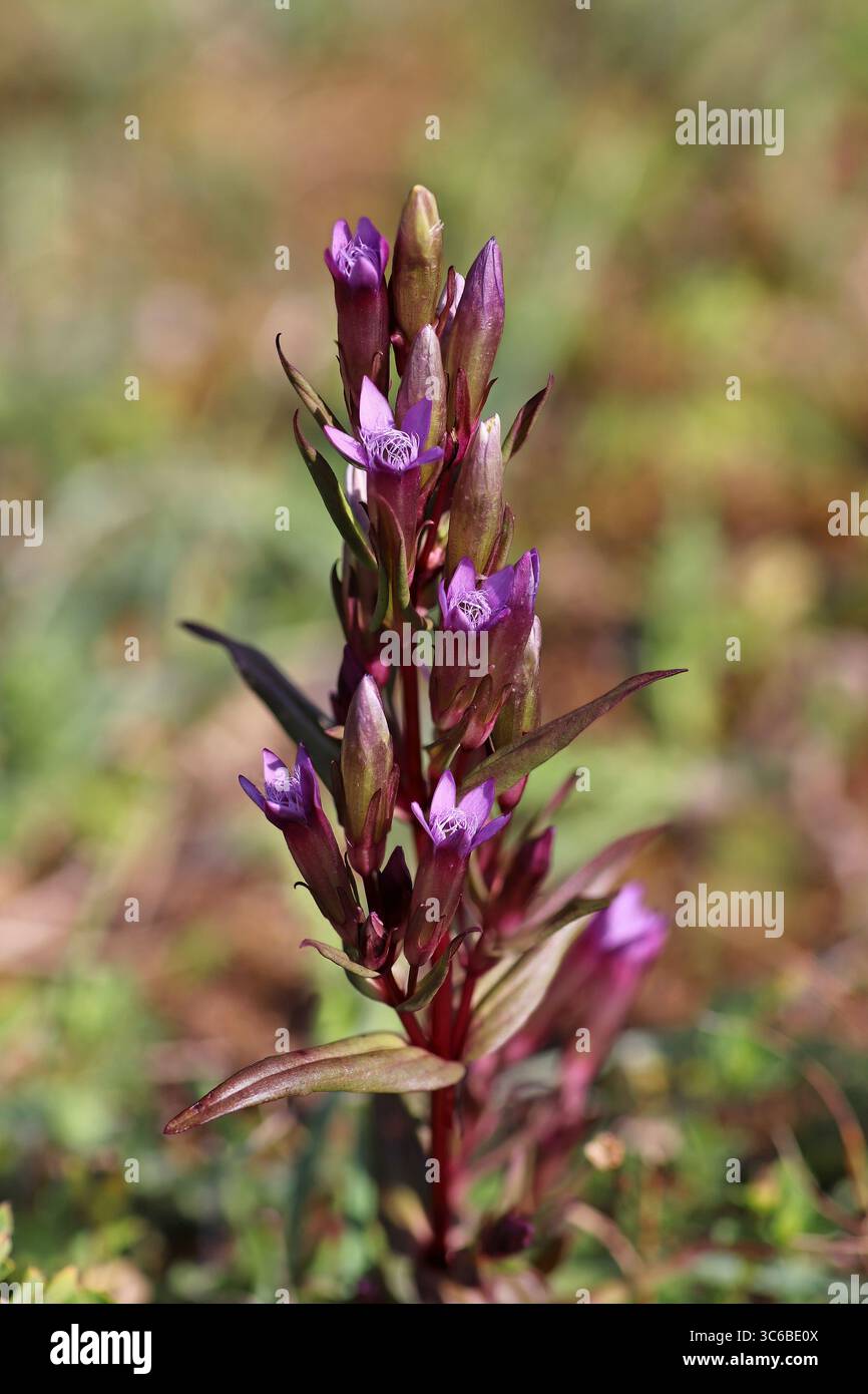 Gentianella amarella Gentiane d'automne Banque D'Images