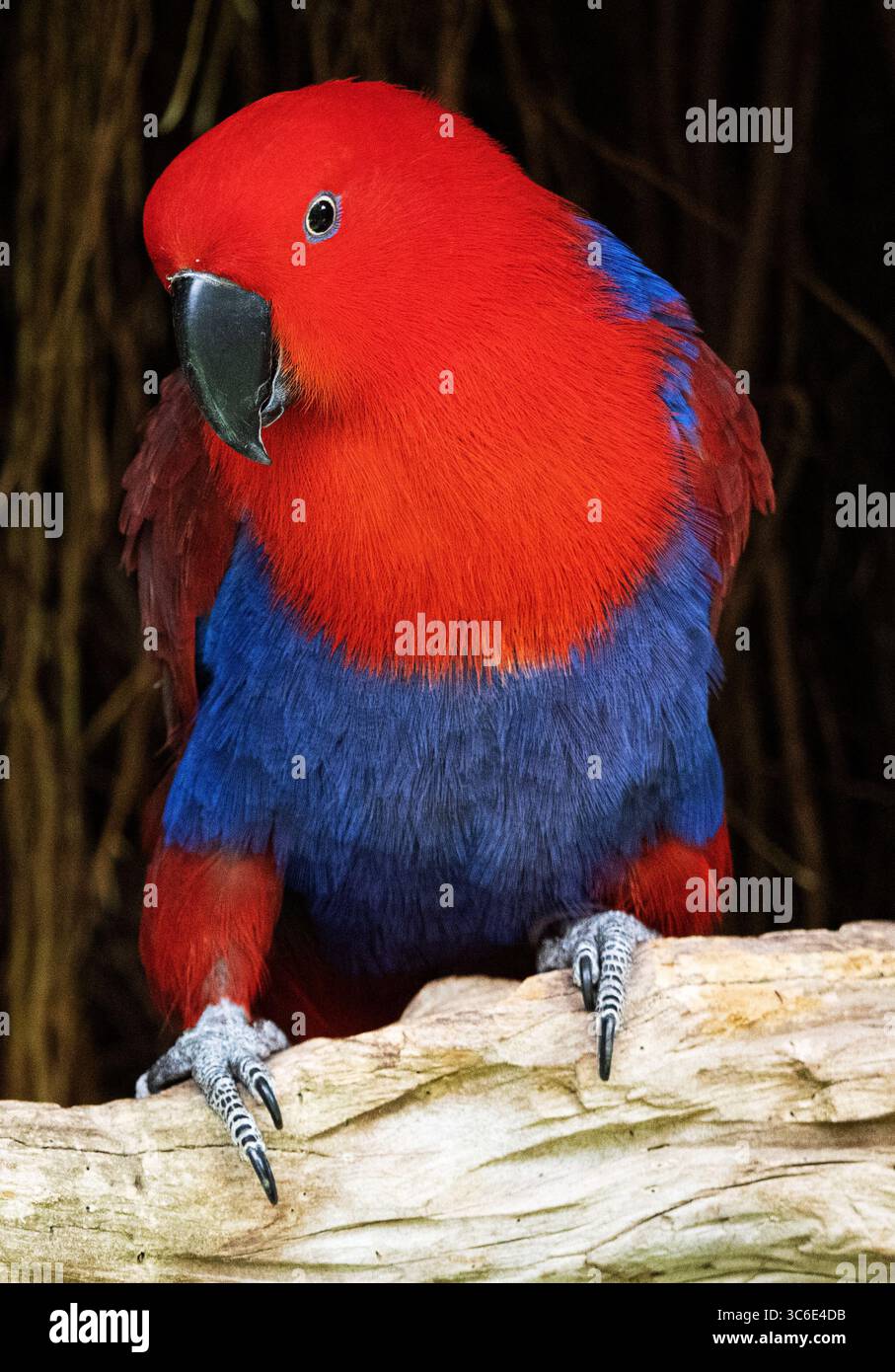 Gros plan du perroquet Eclectus (eclectus roratus) Banque D'Images