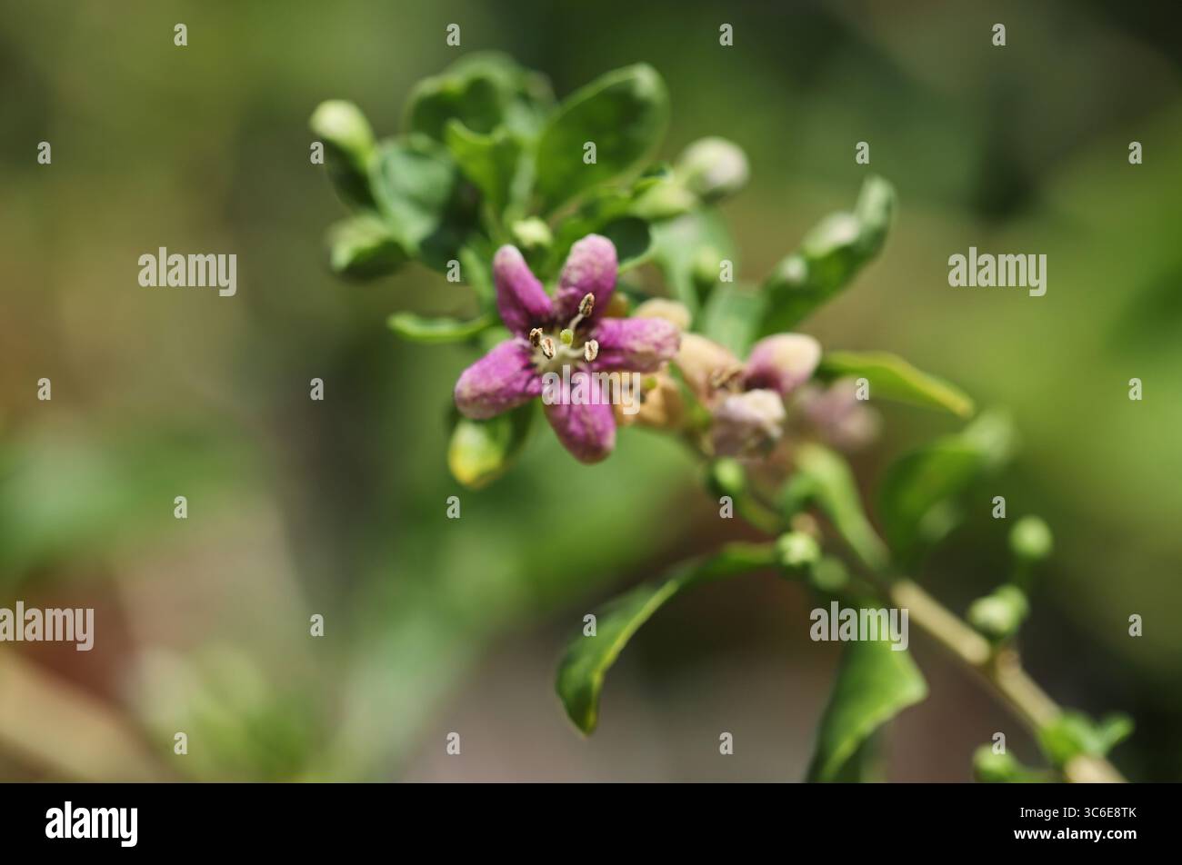 Gros plan de la plante de baies de Goji (Lycium barbarum) Banque D'Images