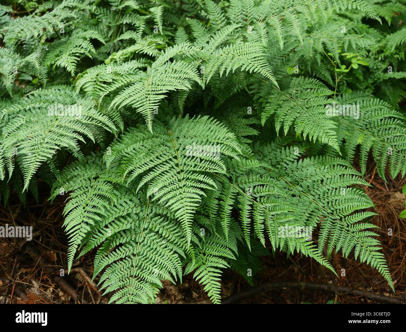 Le vert vif Lady Fern dans la forêt indique une végétation saine et robuste, ainsi qu'une photosynthèse optimale et une croissance florissante des plantes. Banque D'Images