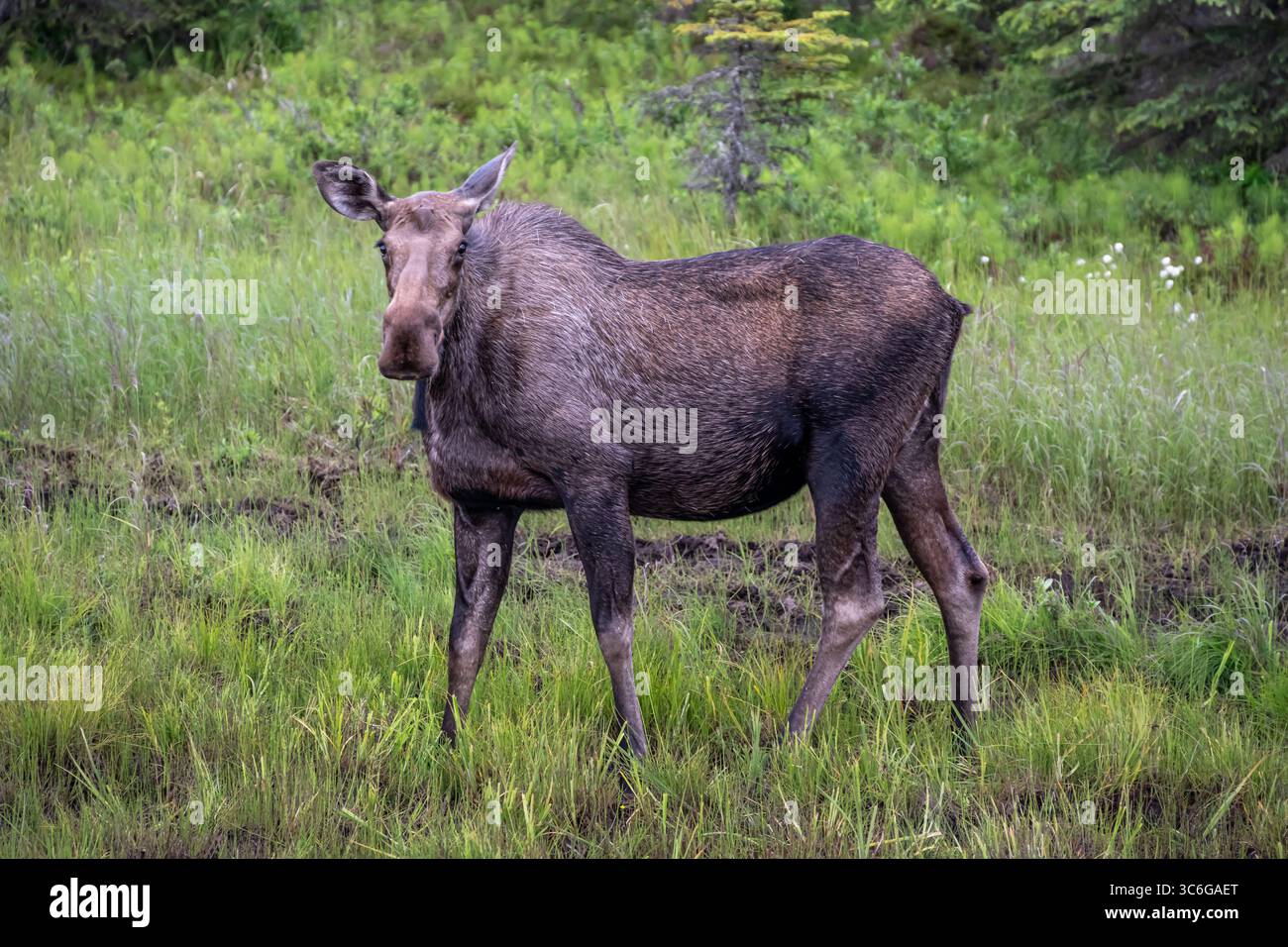 Orignal debout dans une zone humide, Anchor point, Alaska. Banque D'Images