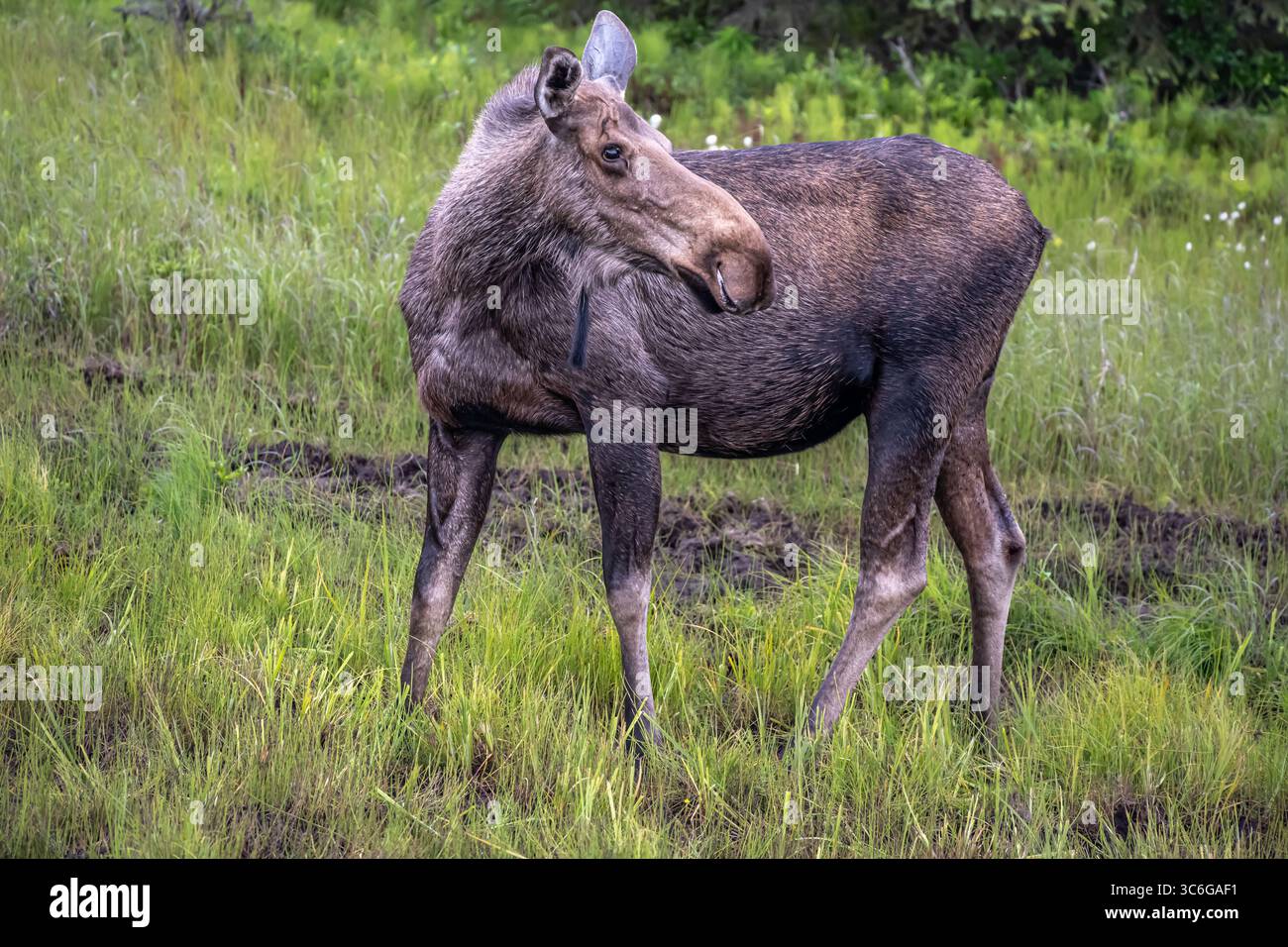 Orignal debout dans une zone humide, Anchor point, Alaska. Banque D'Images