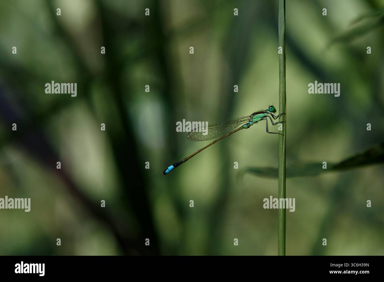 Une damoiselle à queue bleue ou queue bleue commune (Ischnura elegans) sur une tige de roseau dans un parc de Kanagawa, au Japon. Banque D'Images