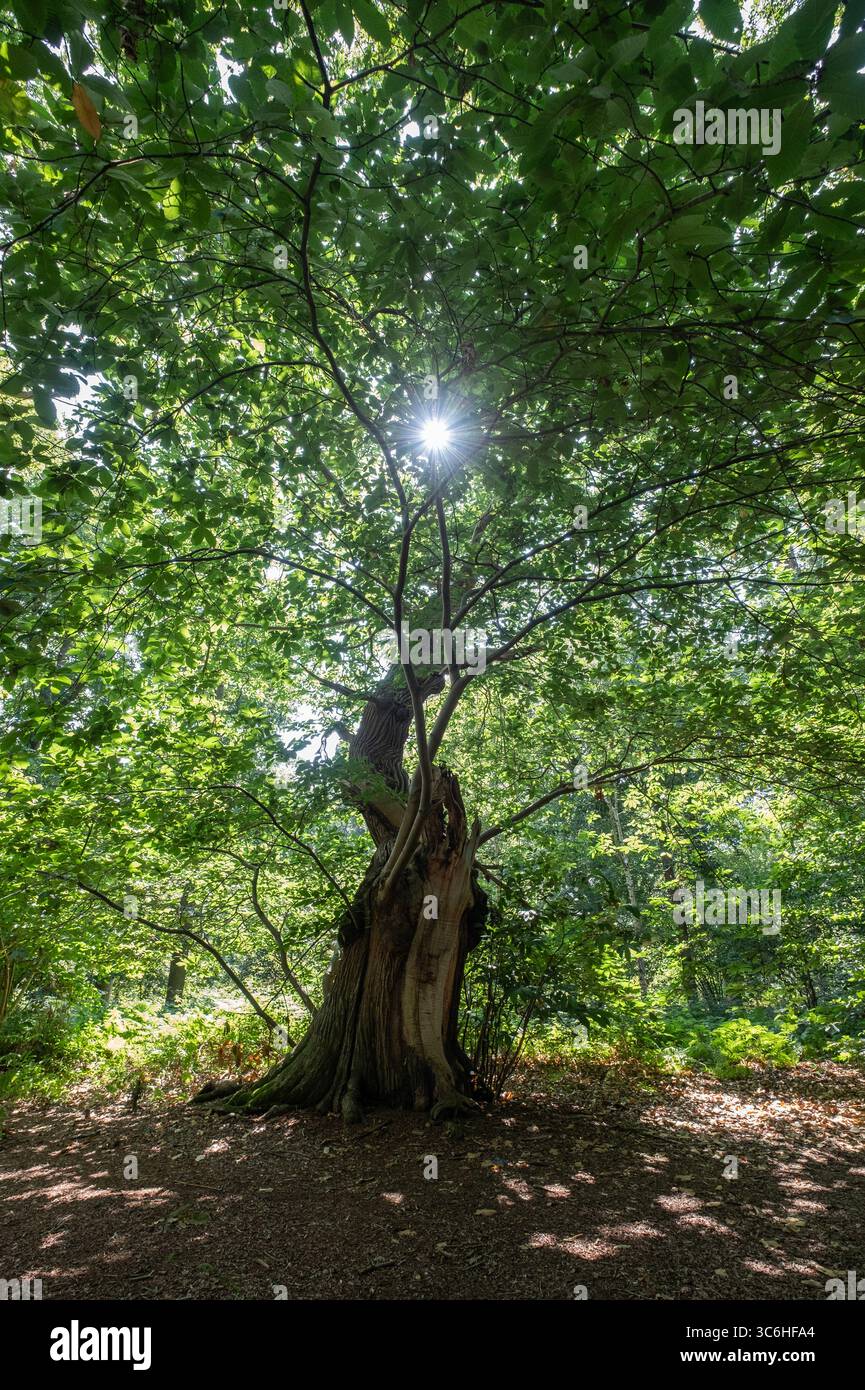 Lumière du soleil brisant à travers les arbres verdoyants sur des spécimens anciens, Worcestershire, Angleterre. Banque D'Images