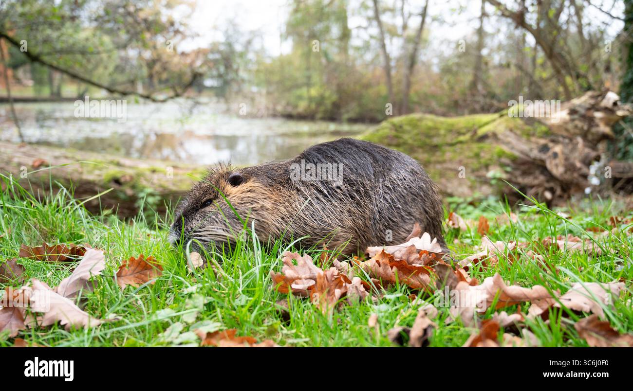 Rat de rivière Nutria, Coypu herbivore, rongeur semi-aquatique famille Myocastoridae sur le pré, animaux sauvages, habitants zones humides Banque D'Images