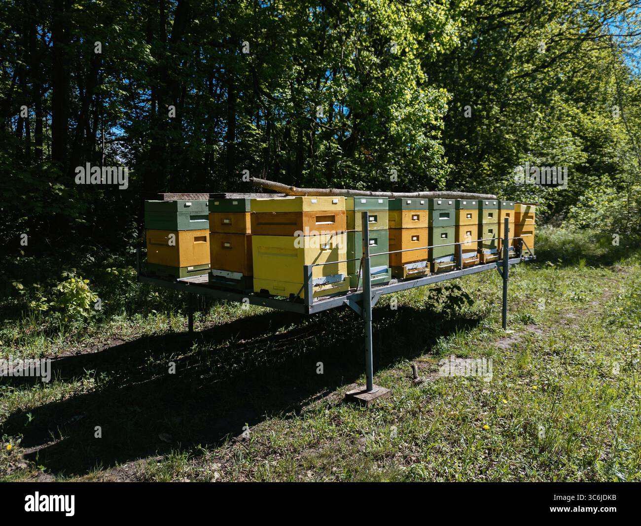 Ruches d'abeilles dans la forêt de tilleul Banque D'Images