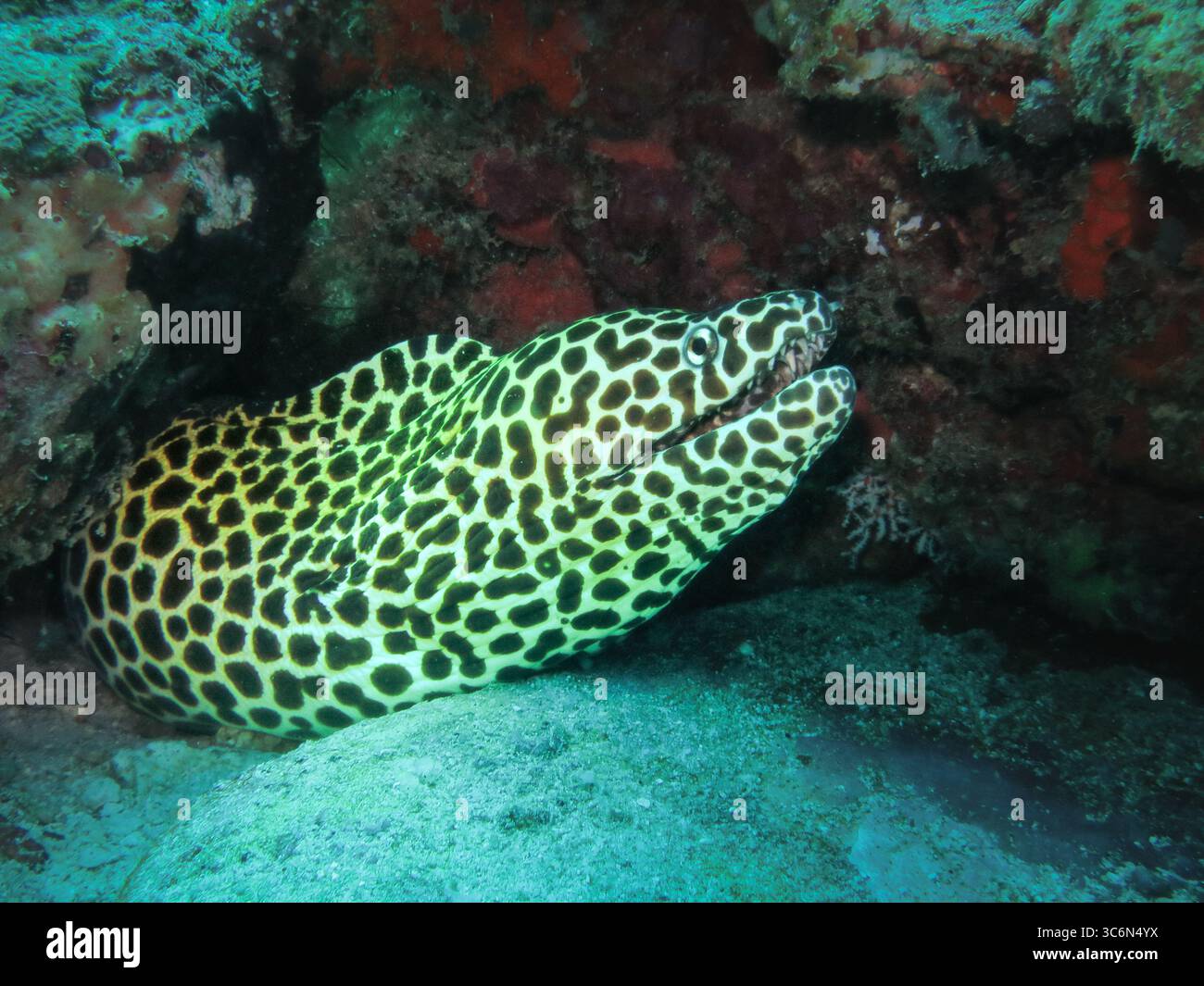Moray Ange (Gymnothorax favagineus) en nid d'abeilles avec son corps jaune à taches noires distinctif qui jette un coup d'œil sur une crevasse rocheuse dans un récif corallien Banque D'Images