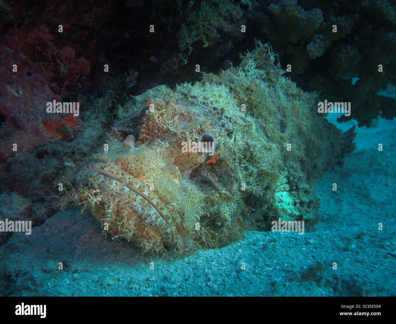 Scorpaenidae (Scorpaenidae) bien camouflé reposant sur les fonds marins sablonneux à côté du corail dans un environnement de récif tropical Banque D'Images