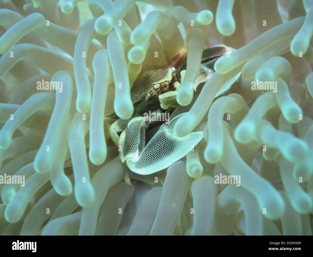 Crabe anémone porcelaine (Neopetrolisthes maculatus) niché parmi les tentacules d'une anémone de mer dans un récif corallien tropical Banque D'Images