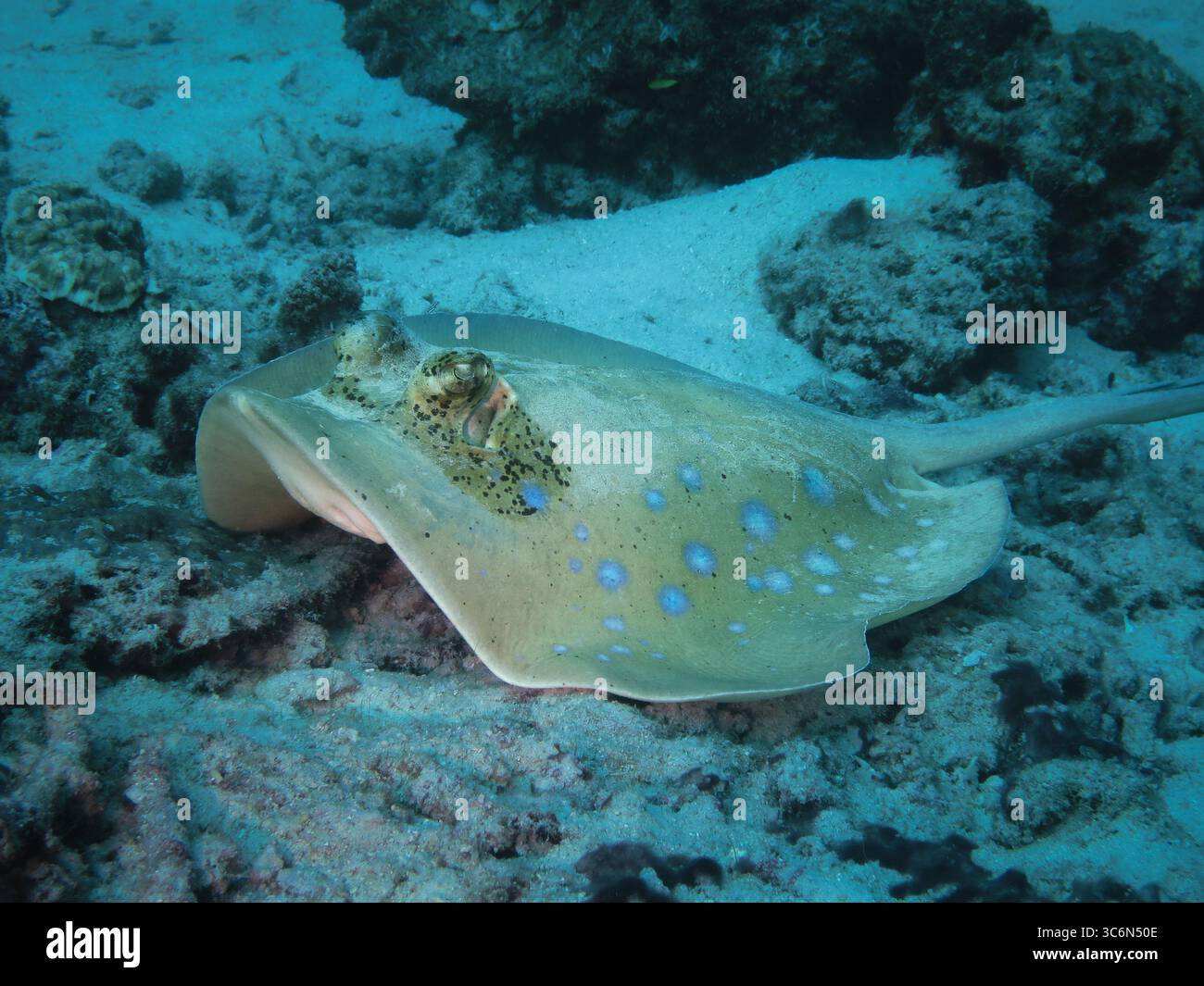 Raies à taches bleues (Neotrygon kuhlii) reposant sur le fond marin dans un environnement de récif corallien tropical peu profond Banque D'Images