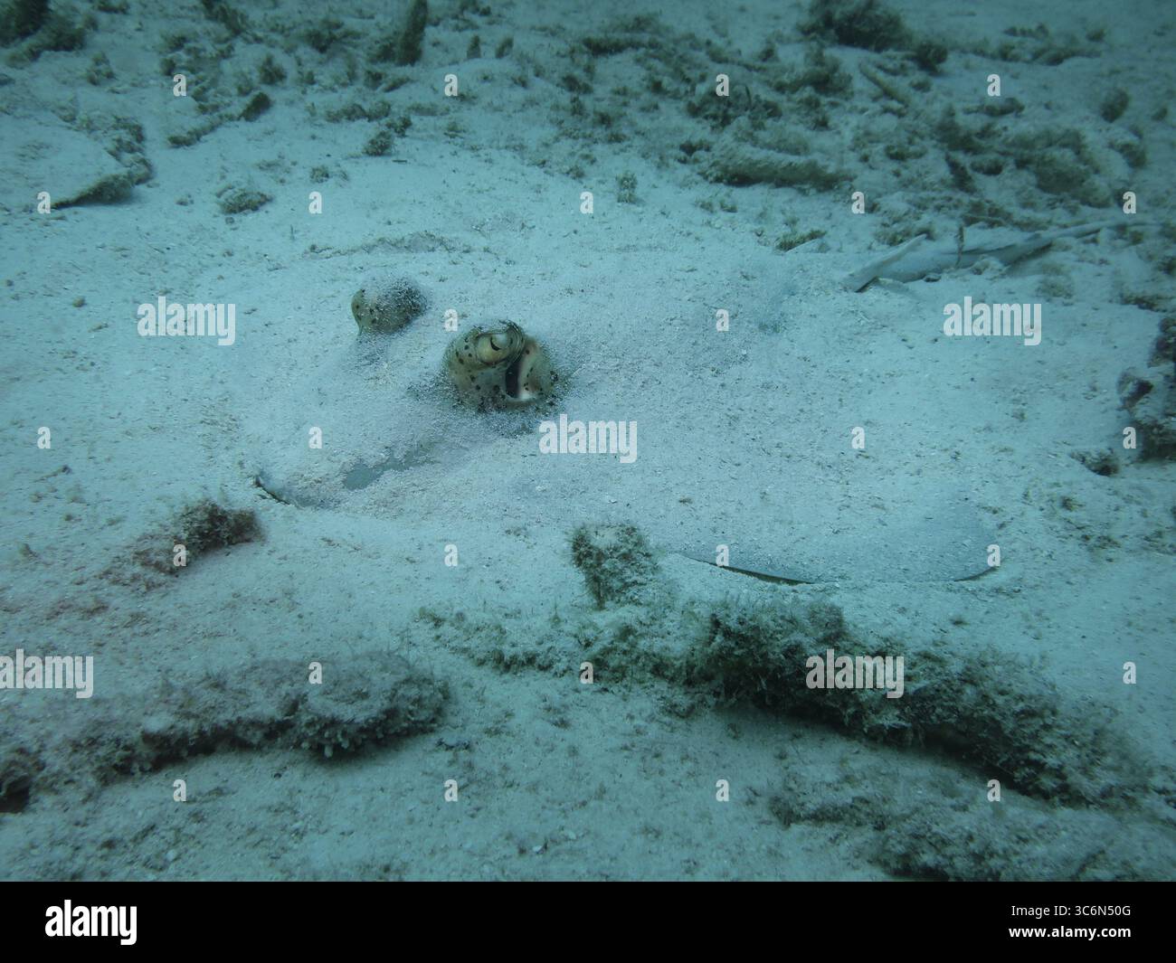Raie camouflée partiellement enterrée dans un fond marin sablonneux, avec seulement les yeux et les spirales visibles, démontrant une dissimulation naturelle efficace dans un tropique Banque D'Images