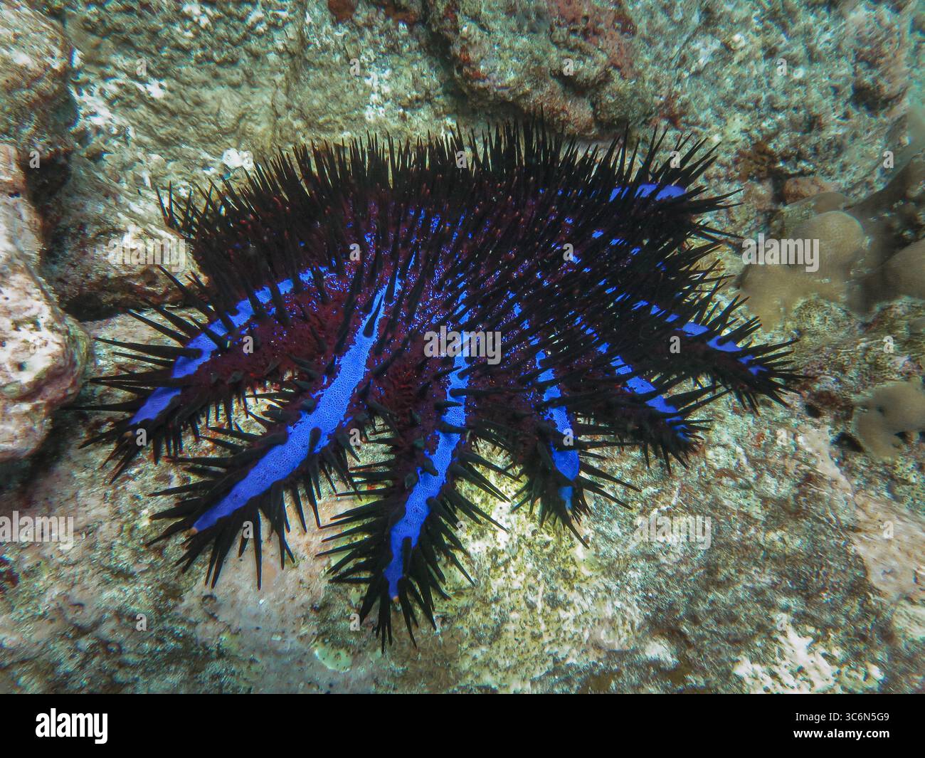 Étoile de mer à couronne d'épines (Acanthaster planci) avec une coloration bleu vif et rouge reposant sur un récif corallien Banque D'Images