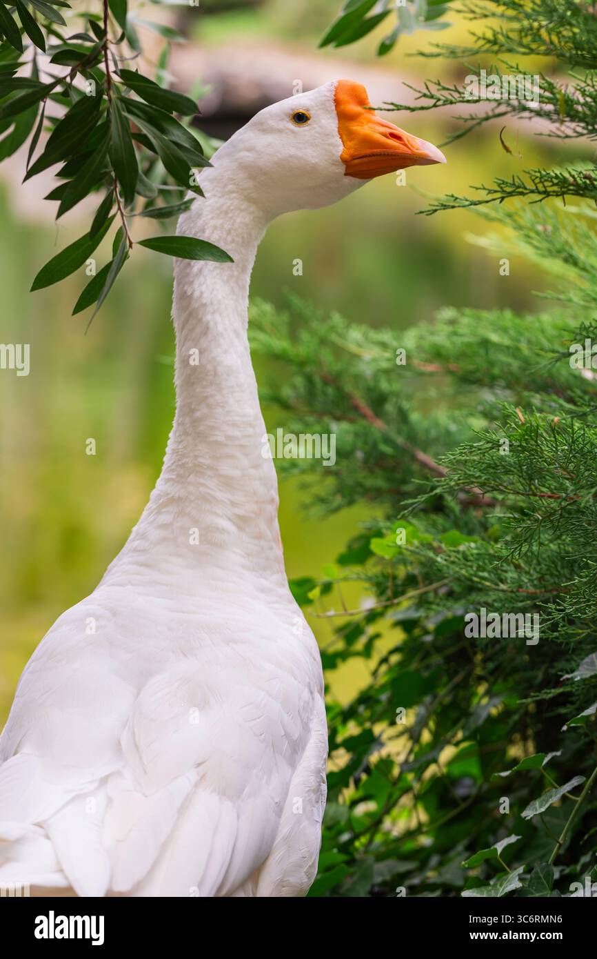 Portrait d'une oie domestique blanche avec bec orange en fond vert nature, idéal pour une utilisation dans la vie agricole, les scènes rurales ou la photographie d'animaux. Banque D'Images