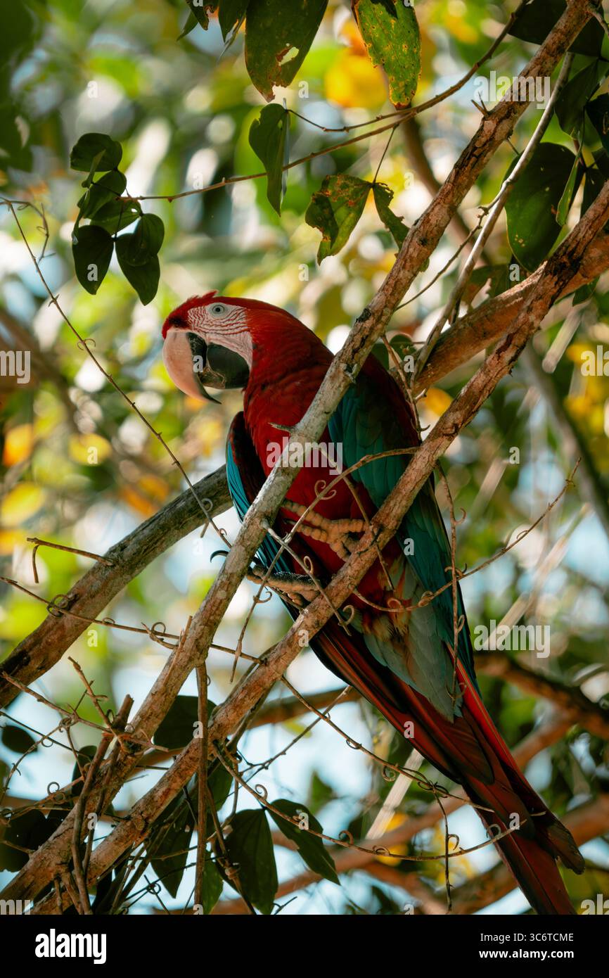 Aras rouge et vert (Ara chloropterus) perché seul dans la canopée de la forêt amazonienne, Tambopata, Pérou Banque D'Images