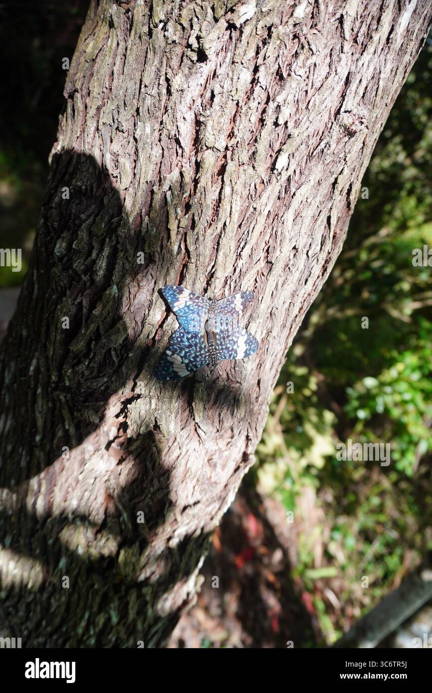 Accouplement de deux papillons : amphiphinome hamadryas, de couleur bleu tacheté, noir et blanc, perché sur un arbre rugueux dans une zone boisée de la forêt amazonienne Banque D'Images