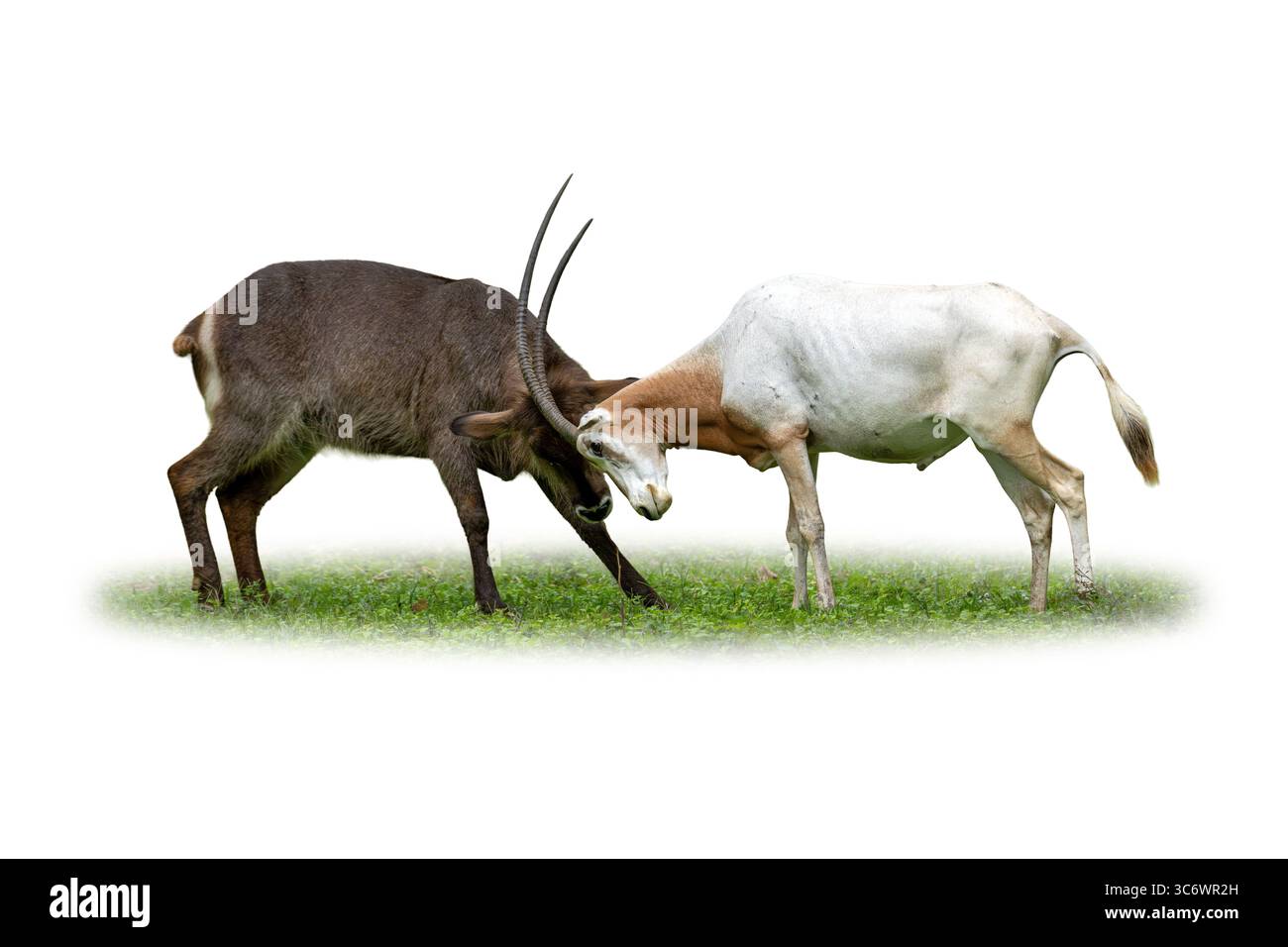 Un moment dramatique où une femme waterbuck et un oryx s'engagent dans une interaction corne à corne sur l'herbe verte, capturée dans le profil complet du corps et isolée sur wh Banque D'Images