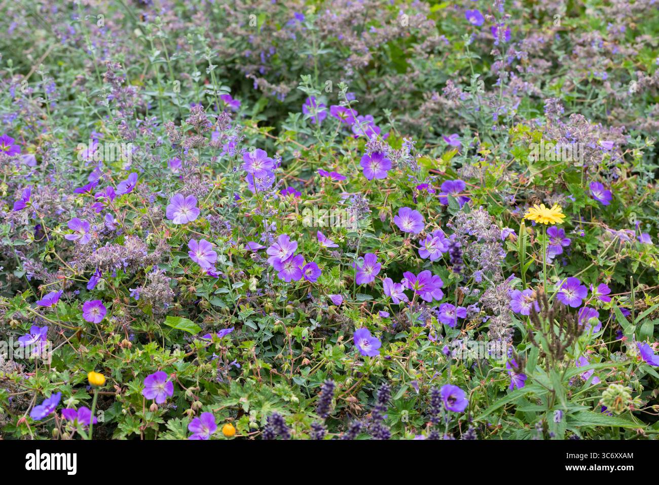 Le géranium violet fleurit dans un parterre de fleurs Banque D'Images