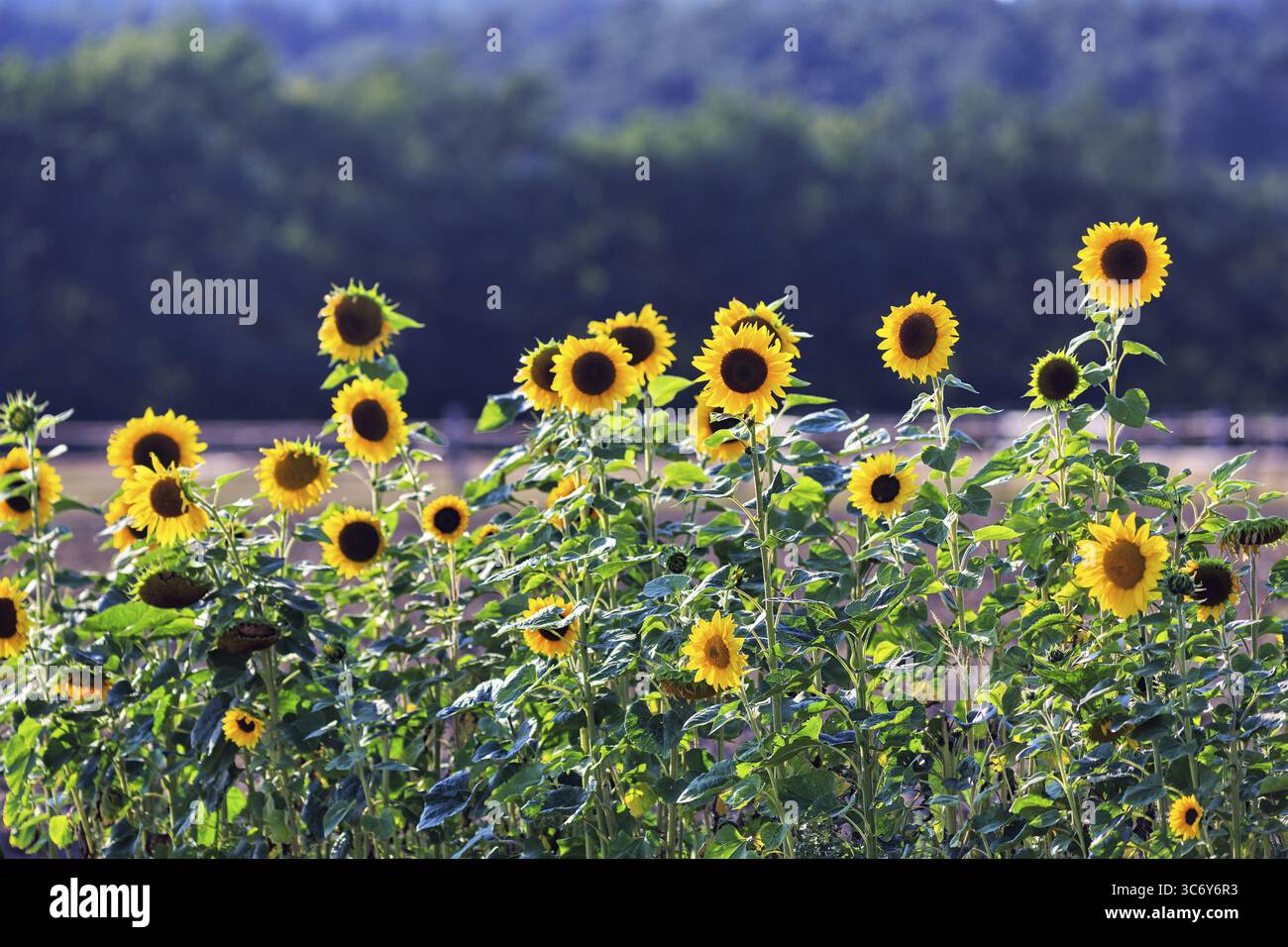 Tournesols communs (Helianthus annuus) dans un champ pour les auto-cueilleurs, Marienmuenster, Teutoburg Forêt Eggebirge Parc naturel, Weserbergland, Germa Banque D'Images