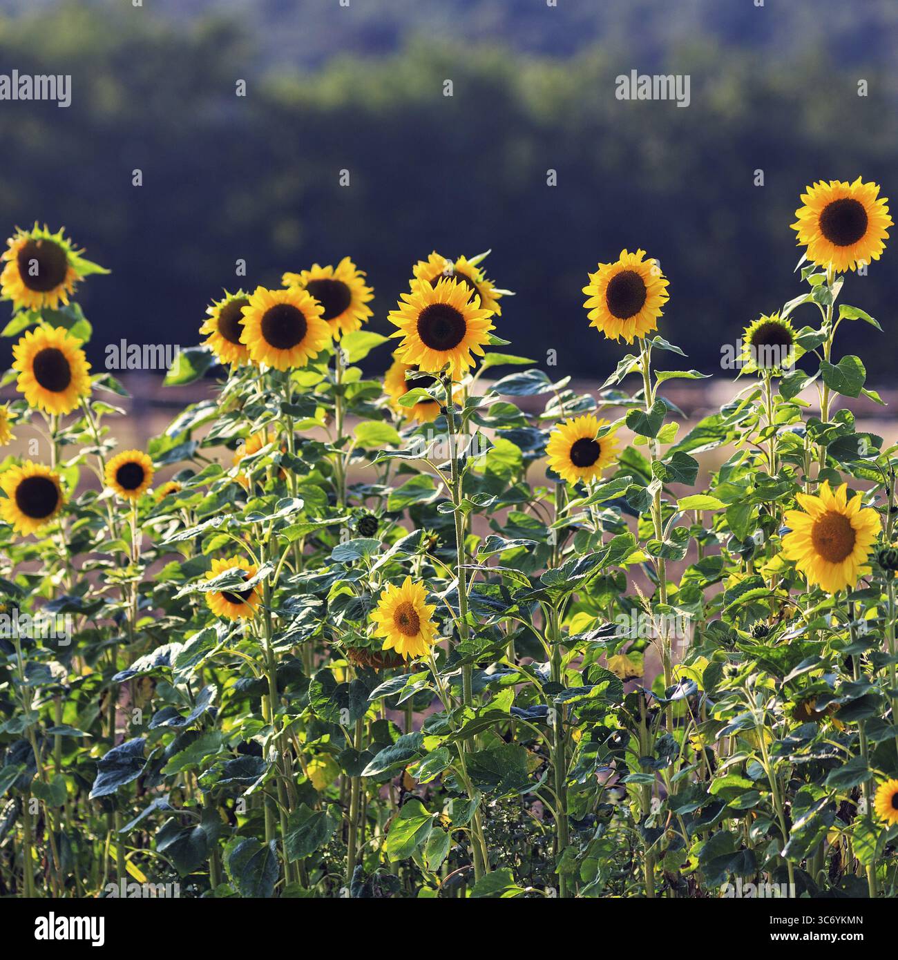 Tournesols communs (Helianthus annuus) dans un champ pour les auto-cueilleurs, Marienmuenster, Teutoburg Forêt Eggebirge Parc naturel, Weserbergland, Germa Banque D'Images