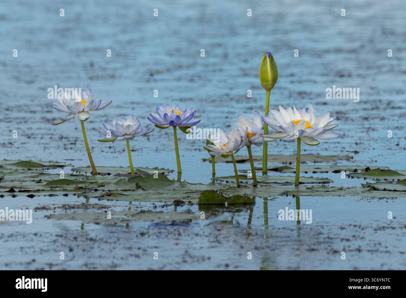 Une libellule se faufilant à travers un lagon, dans les magnifiques marais du Saint-Laurent, passe devant un magnifique amas de nénuphars blancs et violets. Banque D'Images
