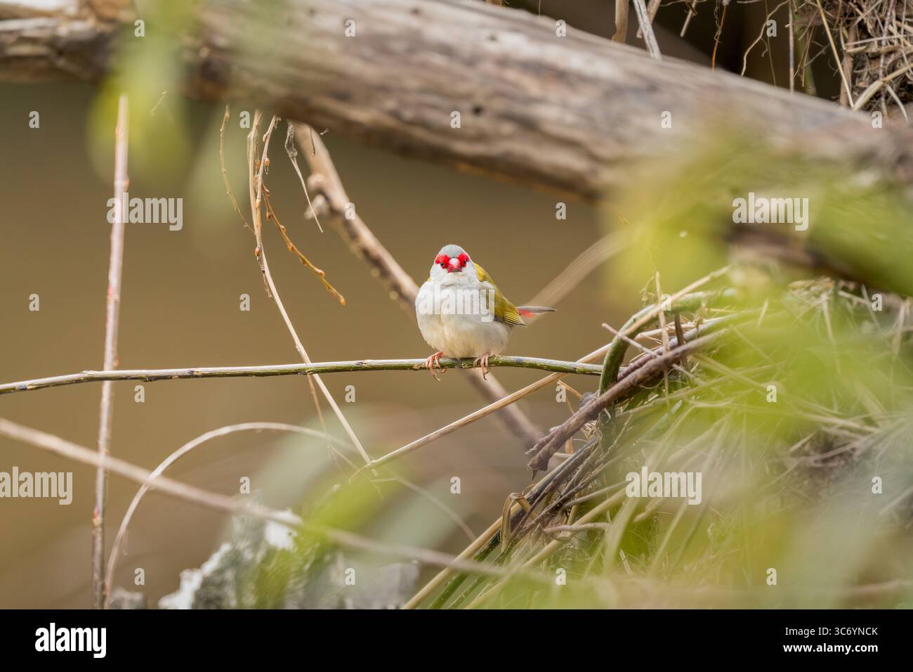 Un pinson solitaire à sourcils rouges est perché dans son habitat boisé épaisse, vérifiant que son lieu d'alimentation de l'après-midi est sûr. Banque D'Images