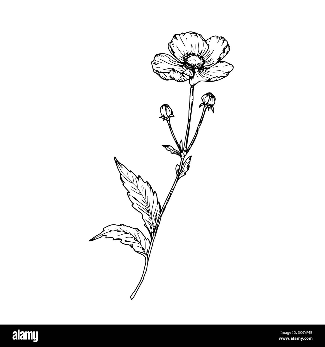 Fleurs sauvages de forêt avec des feuilles et des bourgeons, encre noire et blanche. Illustration vectorielle. Fleurs sauvages, dessin simple, isolé sur fond blanc. Thème Illustration de Vecteur