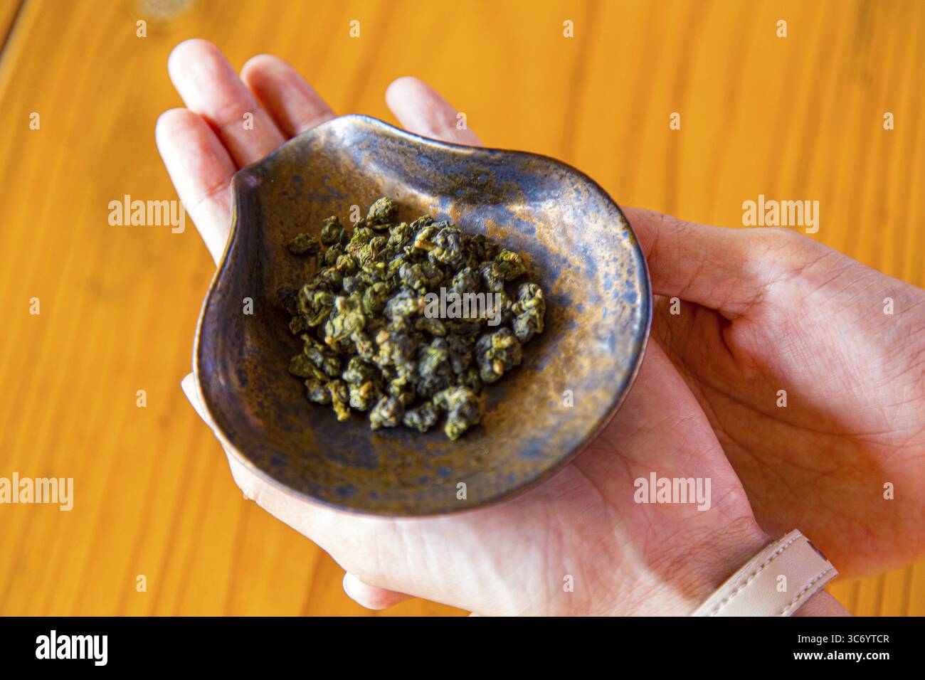 Thé Oolong semi-fermenté, dans une plantation de thé visiteur dans le village de montagne de Zhuqi, dans les montagnes d'Alishan, Taiwan Banque D'Images