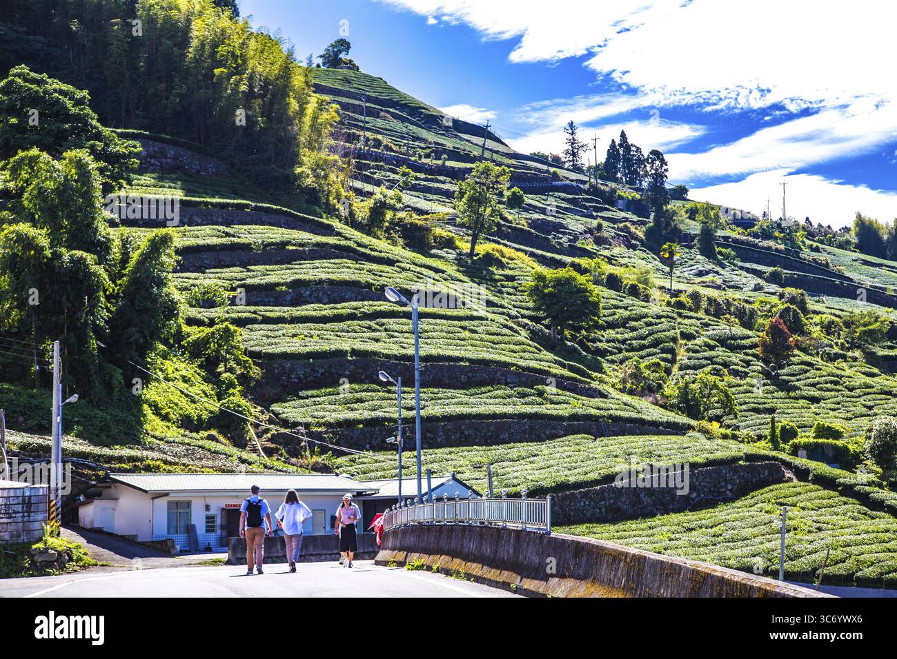 Plantations de thé près du village de montagne de Zhuqi, dans les montagnes d'Alishan, Taiwan Banque D'Images