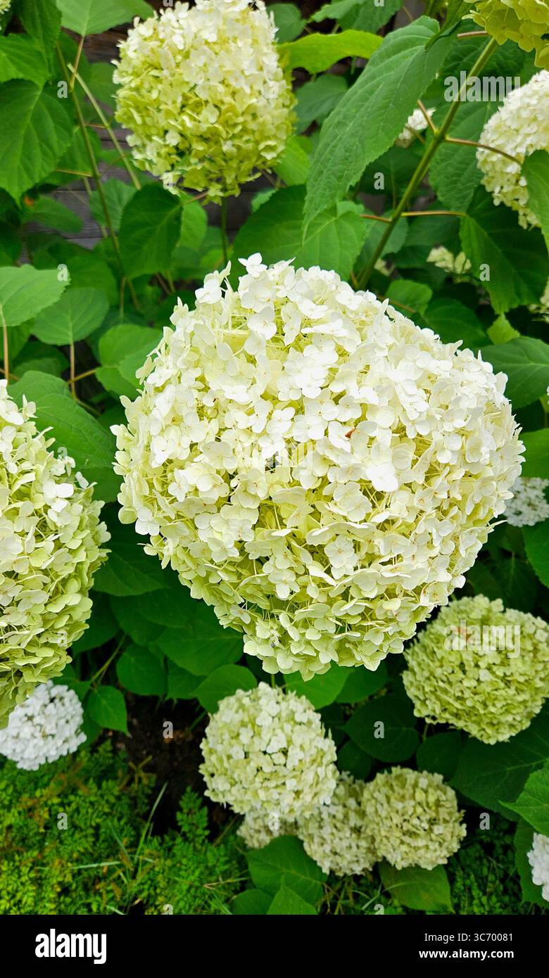 Fleurs d'hortensia blanches en fleurs (hortensia arborescens 'Annabelle') dans un jardin, entourées de feuilles vertes luxuriantes. - Image de stock capturée avec un smartphone