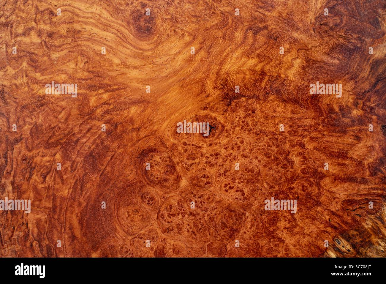 Nature afzelia burl bois rayé, bois exotique beau motif texture fond Banque D'Images