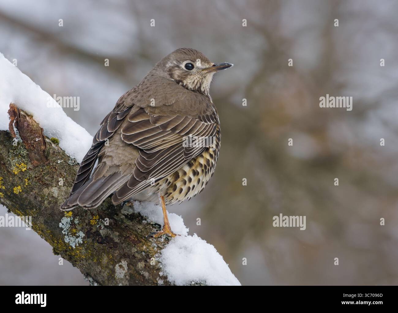 Muguet (Turdus viscivorus) perché sur une branche couverte de neige dans le froid dernier jour d'hiver Banque D'Images