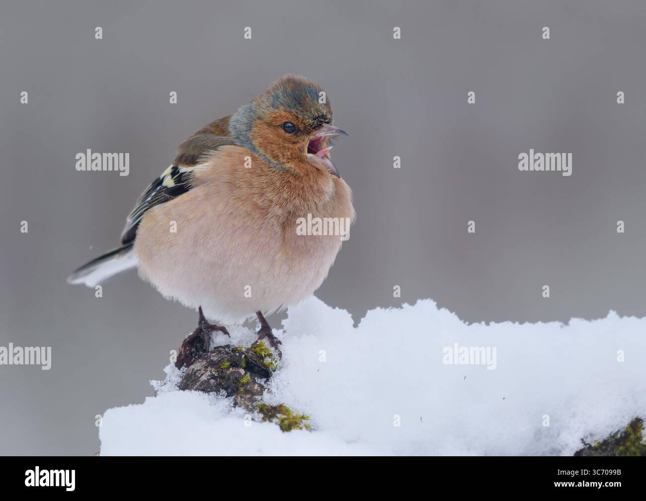 Chaffinch commun (Fringilla coelebs) appel fort avec bec ouvert à travers le froid hivernal rude Banque D'Images