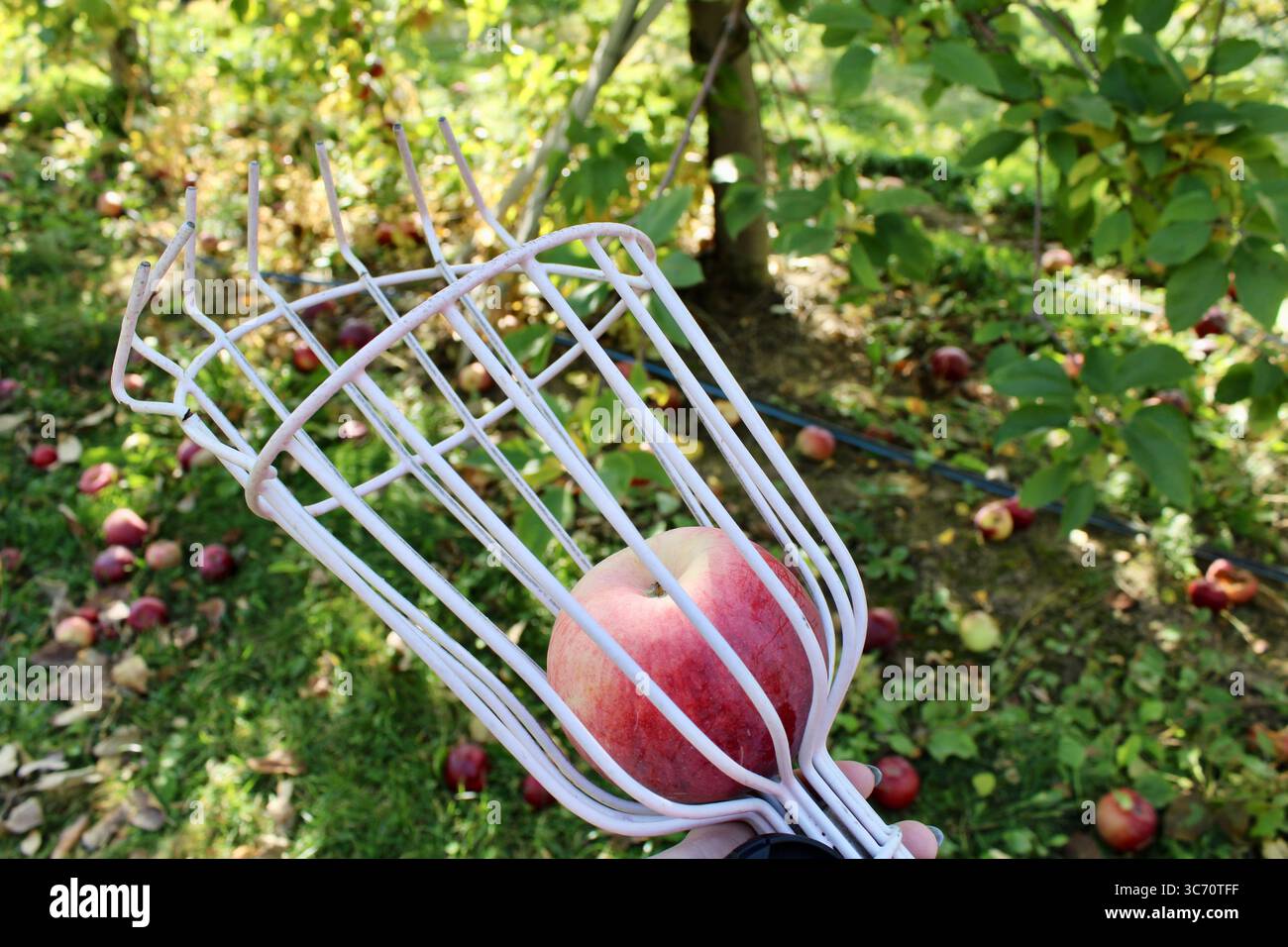 Une pomme mûre dans un cueilleur de fruits pendant la saison de récolte Banque D'Images