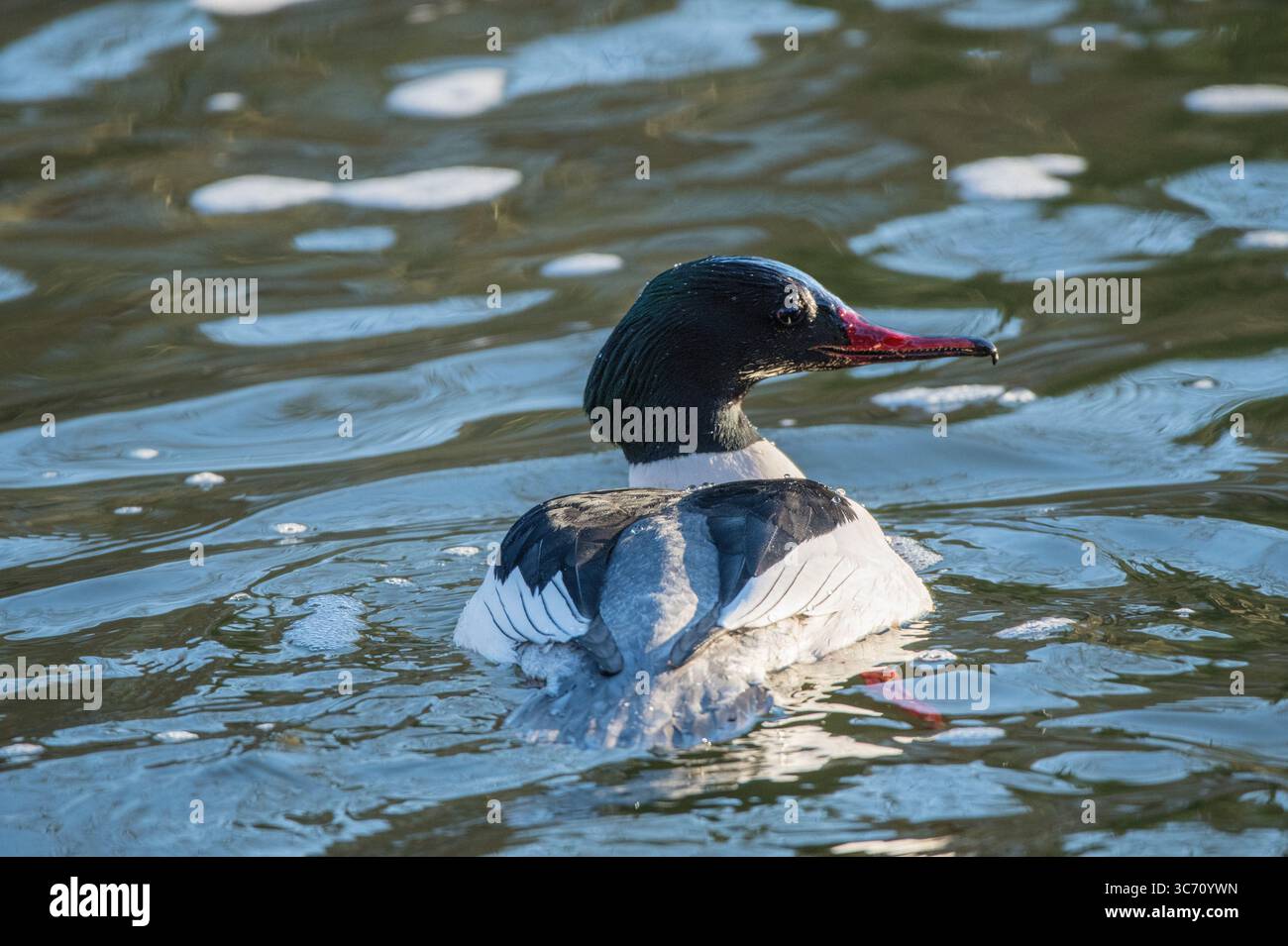 Goosander mâle nageant sur la rivière Lea à Enfield Lock, affichant son plumage saisissant et son bec rouge élancé dans un cadre naturel calme. Banque D'Images