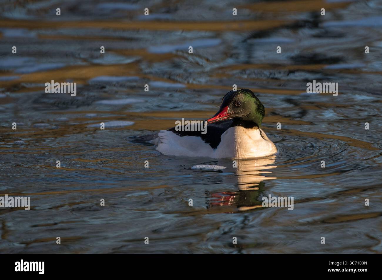 Goosander mâle nageant sur la rivière Lea à Enfield Lock, affichant son plumage saisissant et son bec rouge élancé dans un cadre naturel calme. Banque D'Images