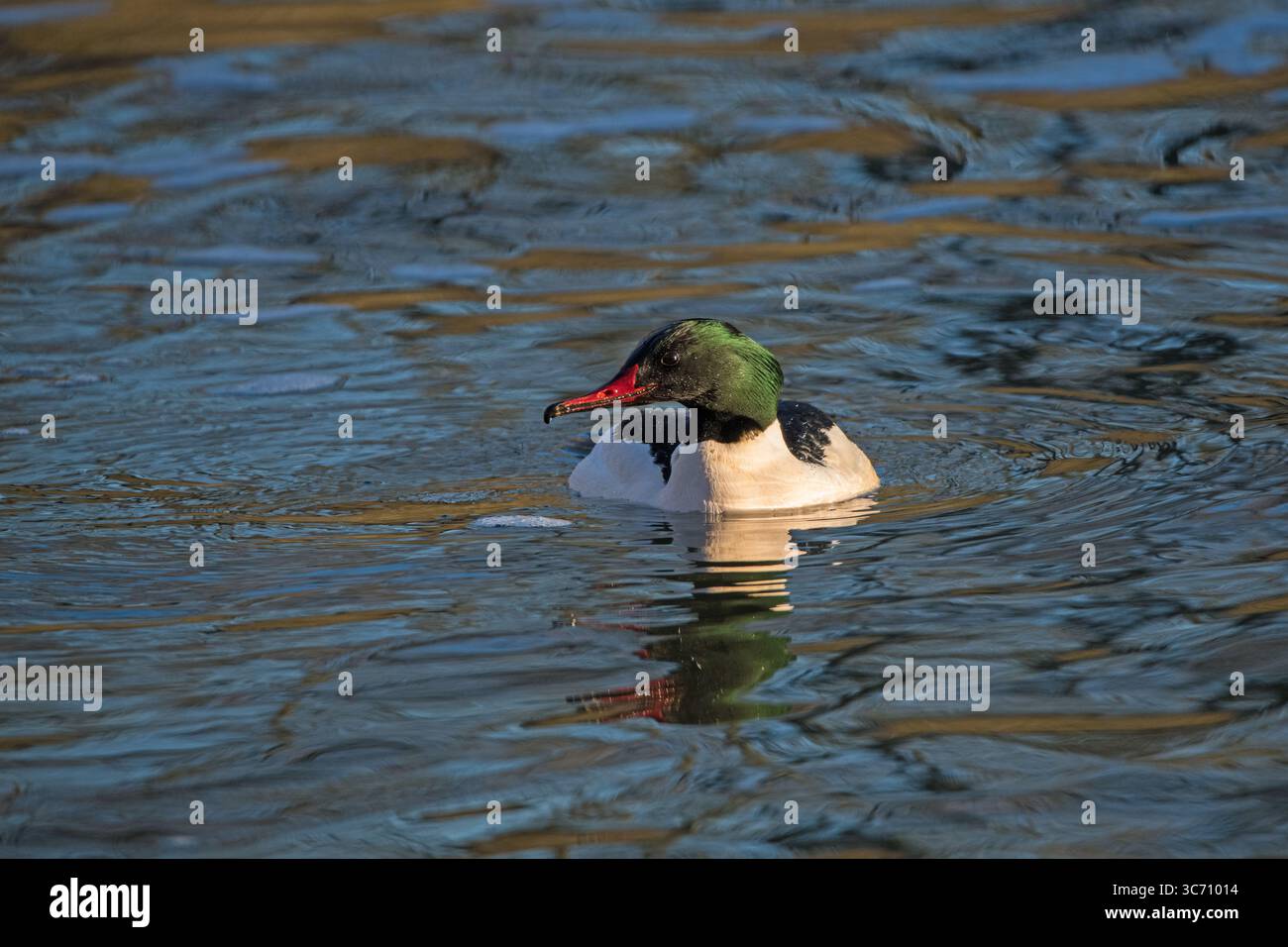 Goosander mâle nageant sur la rivière Lea à Enfield Lock, affichant son plumage saisissant et son bec rouge élancé dans un cadre naturel calme. Banque D'Images