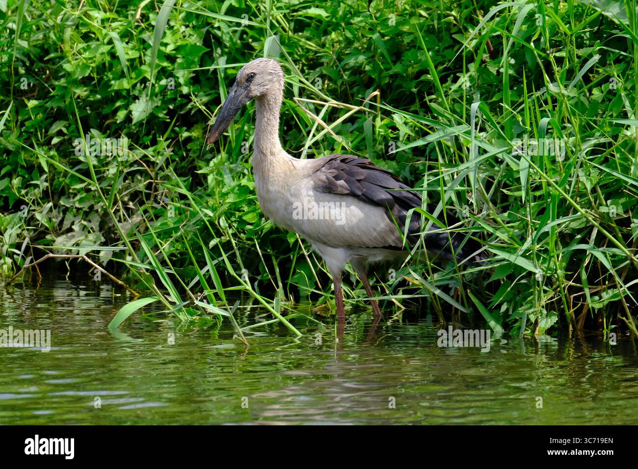 Bec-ouvert indien Banque D'Images