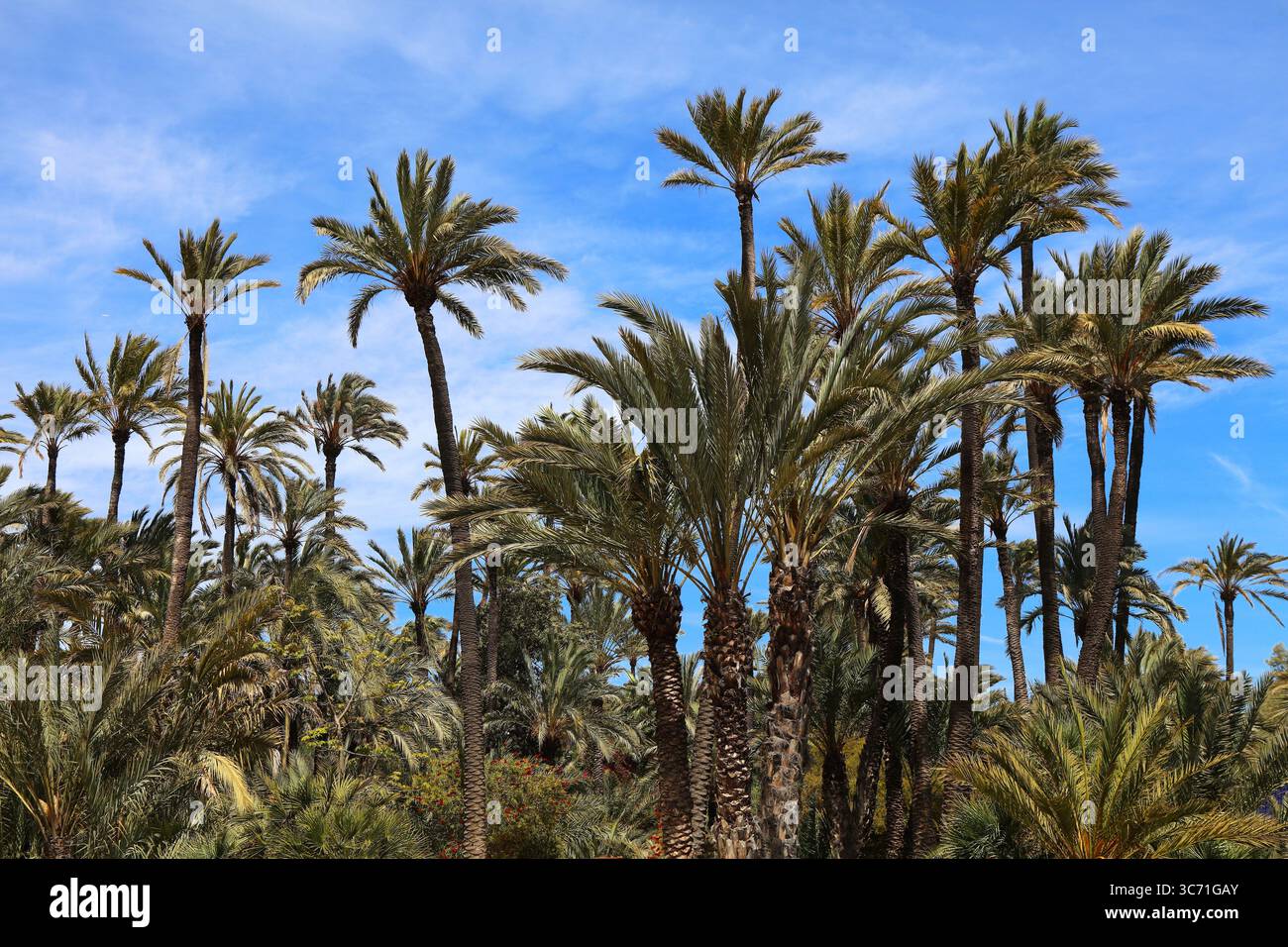 Parc public El Palmeral avec palmiers. Alicante ville dans la Communauté Valencienne (Comunidad Valenciana), Espagne. Banque D'Images