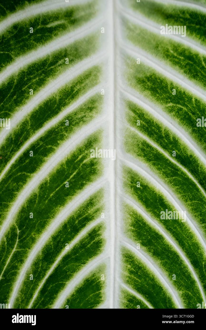 Gros plan du motif feuille Xanthosoma Lindenii Magnificum Angel Wings Banque D'Images