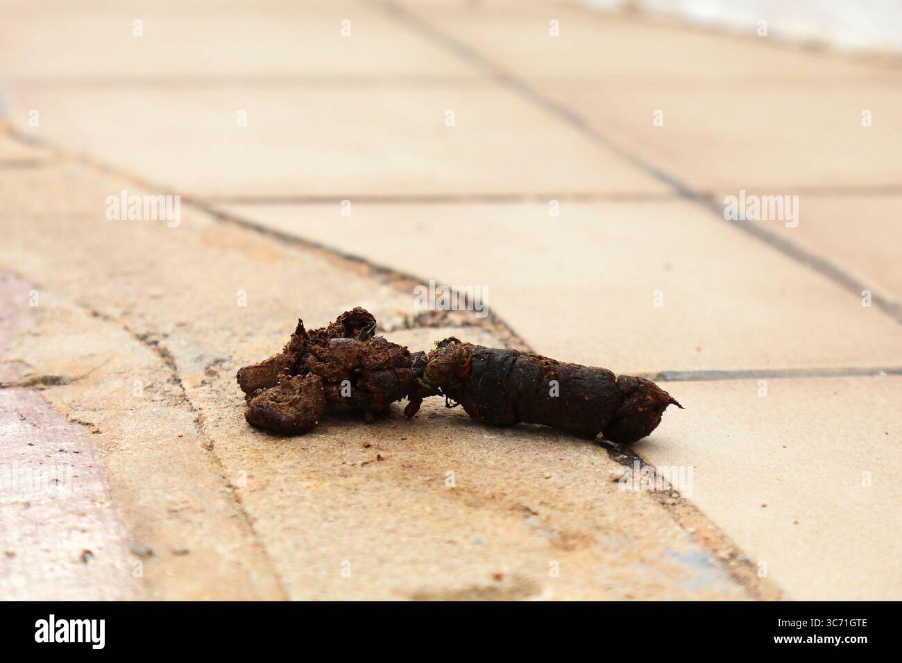 Crotte de chien avec des morceaux de métal laissés sur le trottoir de la rue de la ville en Espagne. Excréments abandonnés de chiens. Problème d'hygiène du propriétaire d'un animal de compagnie. Banque D'Images