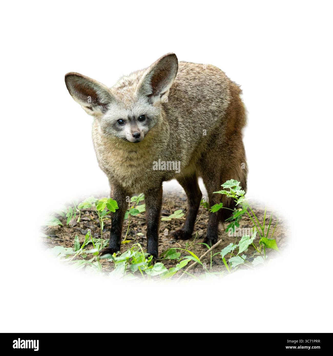 Renard à oreilles de chauve-souris avec fourrure moelleuse et grandes oreilles droites se dresse calmement parmi les plantes vertes, mettant en valeur sa nature curieuse - parfait pour la faune, le safari, ou Banque D'Images