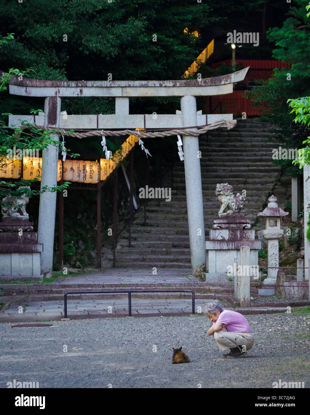 Homme âgé interagissant avec un chat errant près d'une porte torii dans un sanctuaire shinto éclairé par une lanterne à Kyoto, au Japon Banque D'Images