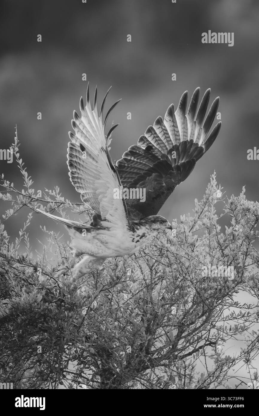 Mono augur Buzzard s'envole de la brousse Banque D'Images