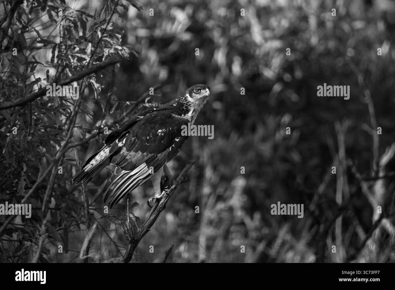 Buzzard mono augur avec lumière du catchlight au soleil Banque D'Images