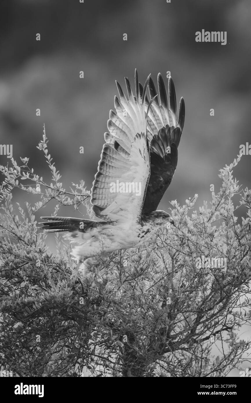 Mono augur buzzard décollant de la brousse Banque D'Images