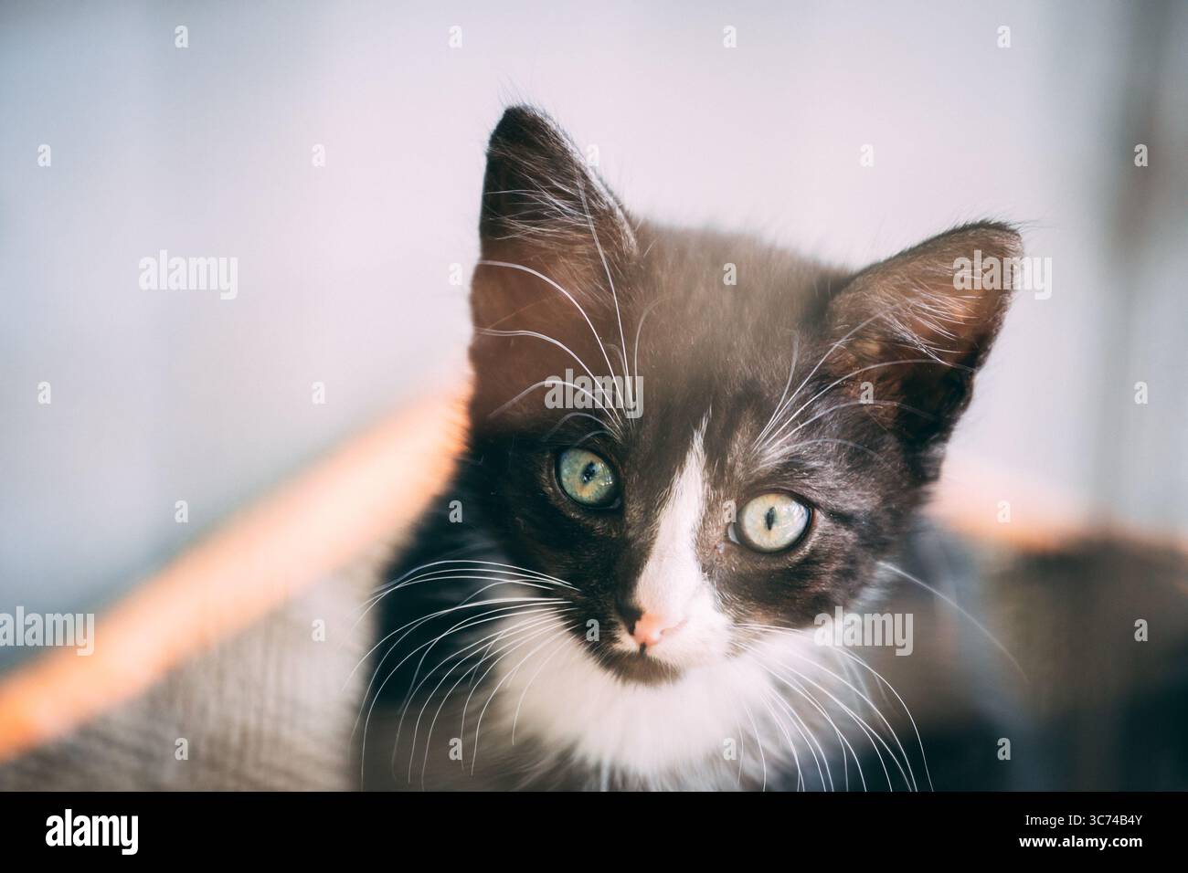 Curieux chaton tabby orange assis sur une couverture douce, regardant vers le haut avec des yeux brillants dans une lumière intérieure chaude. Banque D'Images