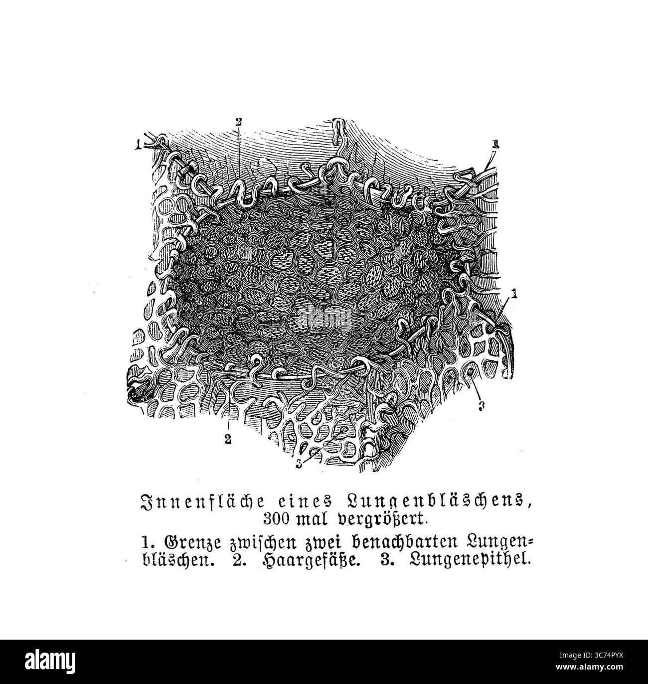 Anatomie respiratoire : intérieur d'une alvéole pulmonaire agrandie 300 fois, gravure du XIXe siècle avec descriptions allemandes Banque D'Images