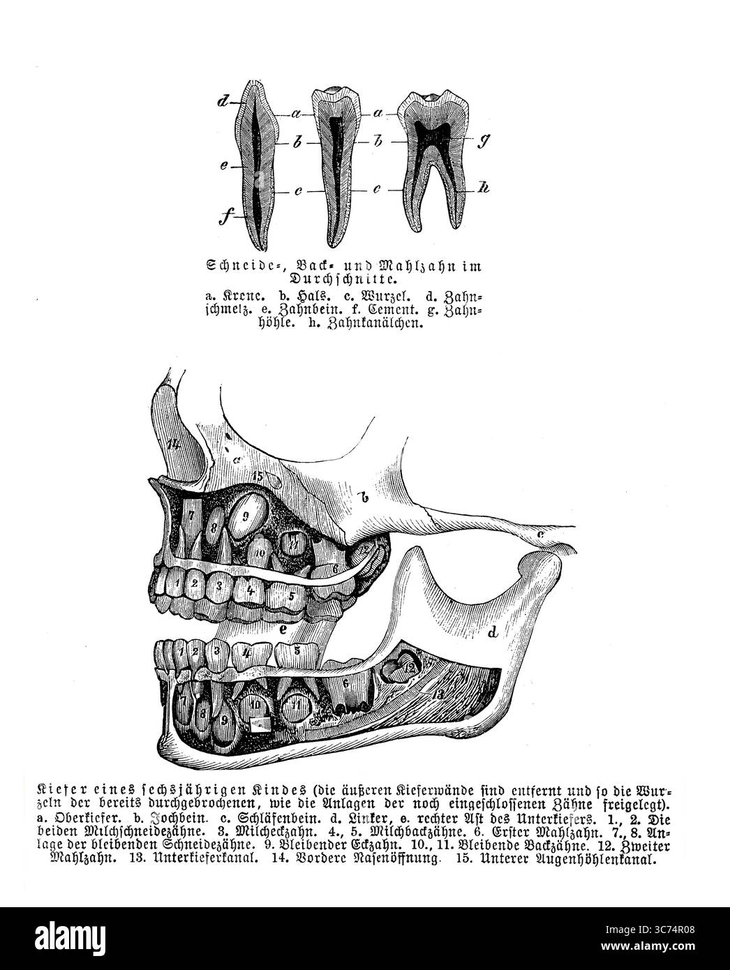 Anatomie dentaire : sections dentaires et mâchoire d'un enfant de 6 ans avec des dents décimales et parmi les racines encore inclus des dents permanentes avant l'exfoliation, gravure du 19ème siècle avec descriptions allemandes Banque D'Images